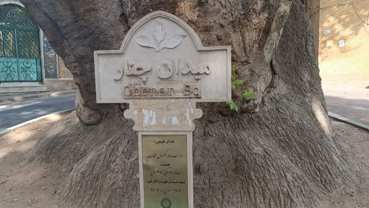 چنار